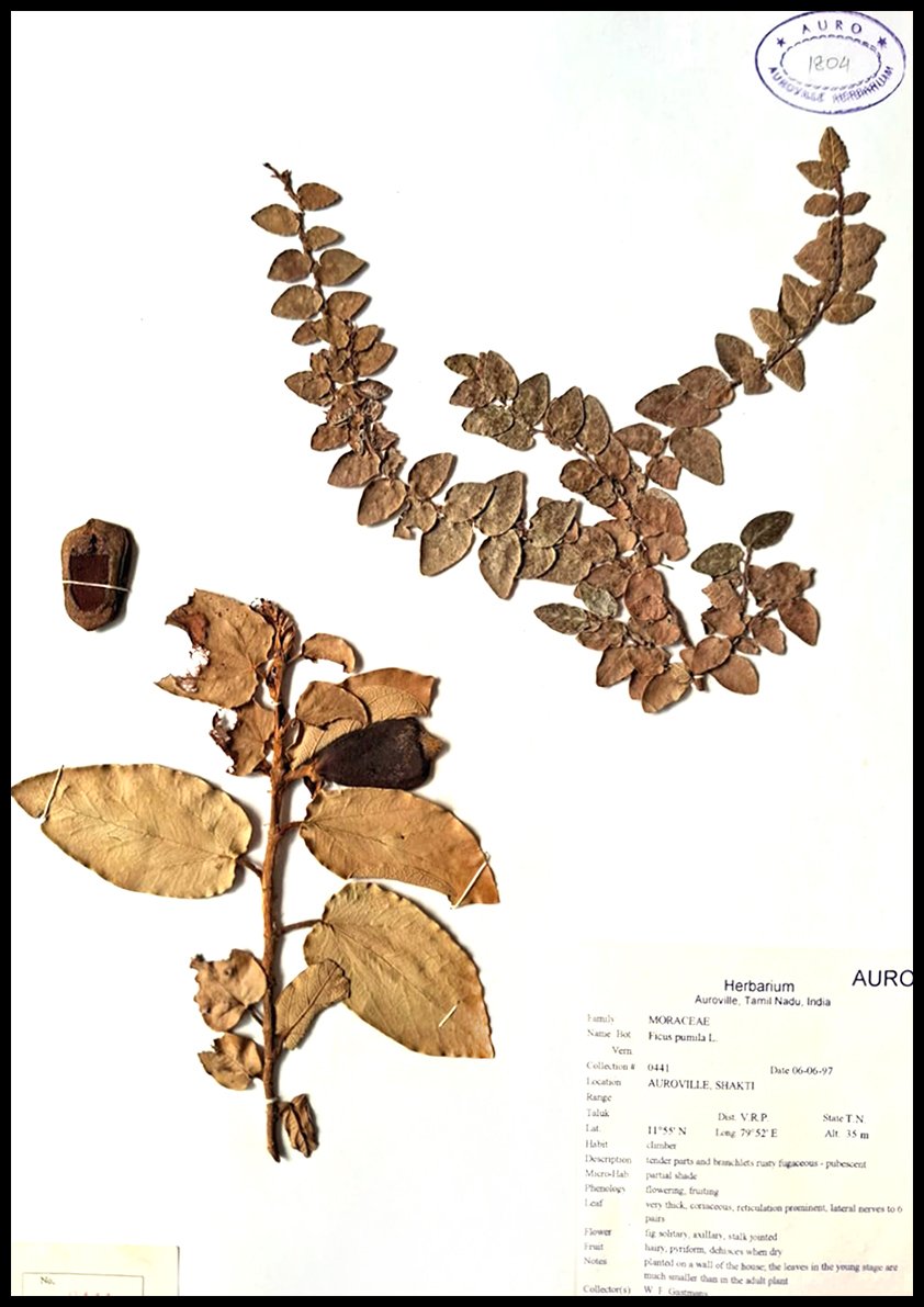 Dry herbarium images